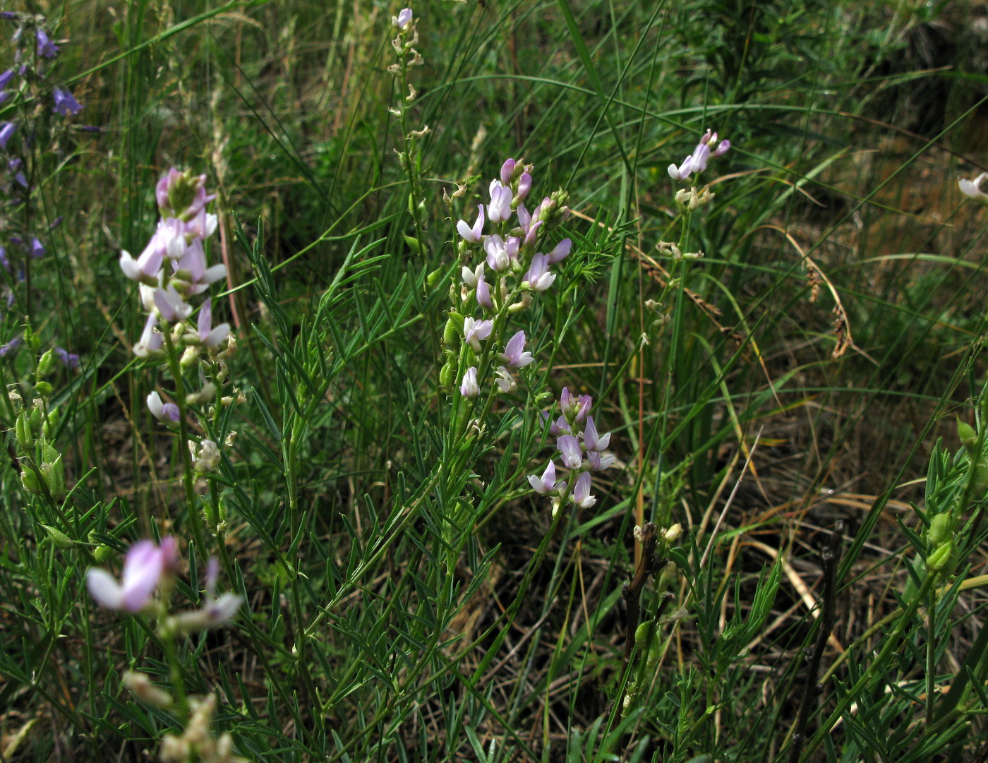 Изображение особи Astragalus versicolor.