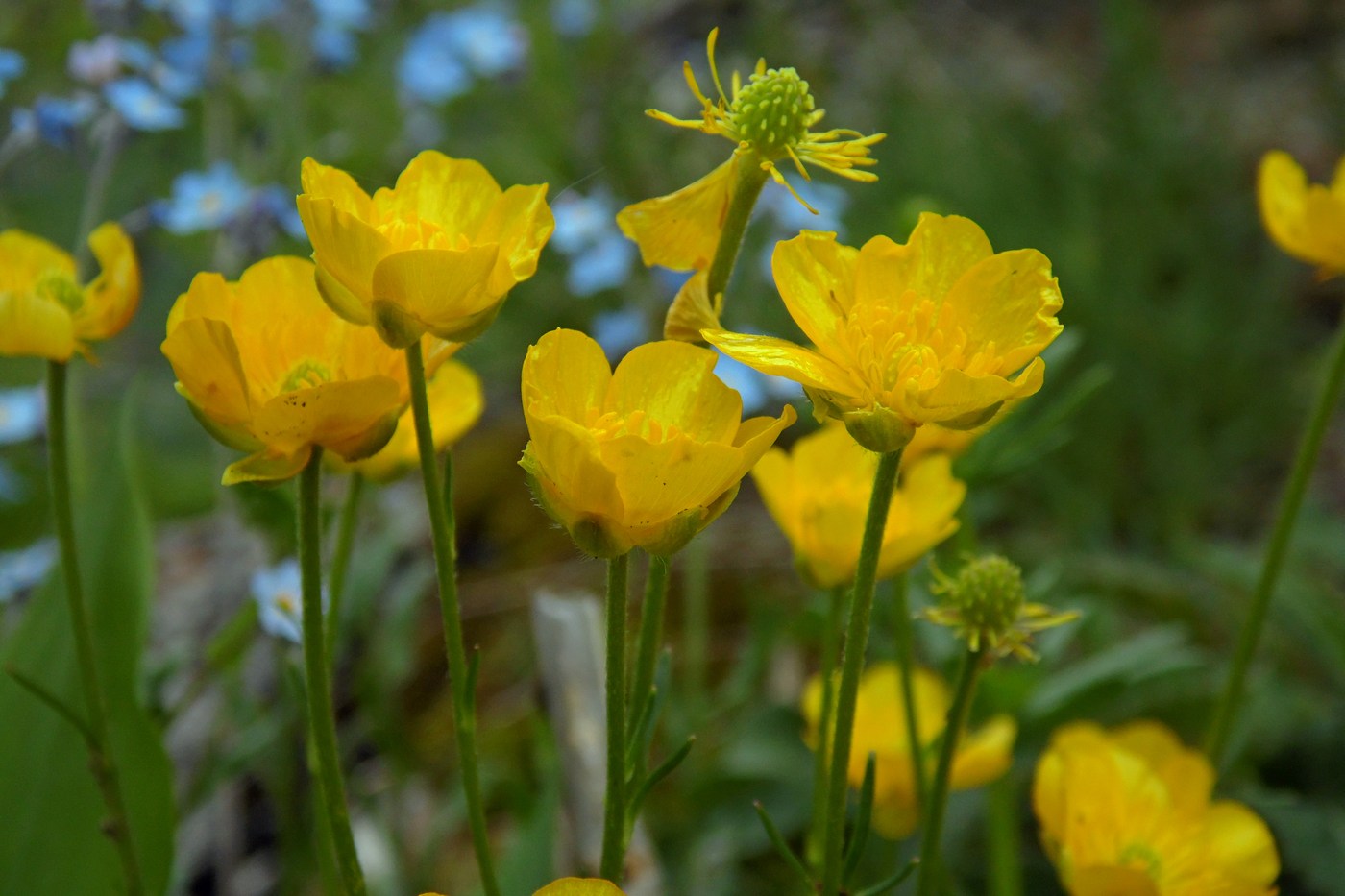 Image of Ranunculus oreophilus specimen.