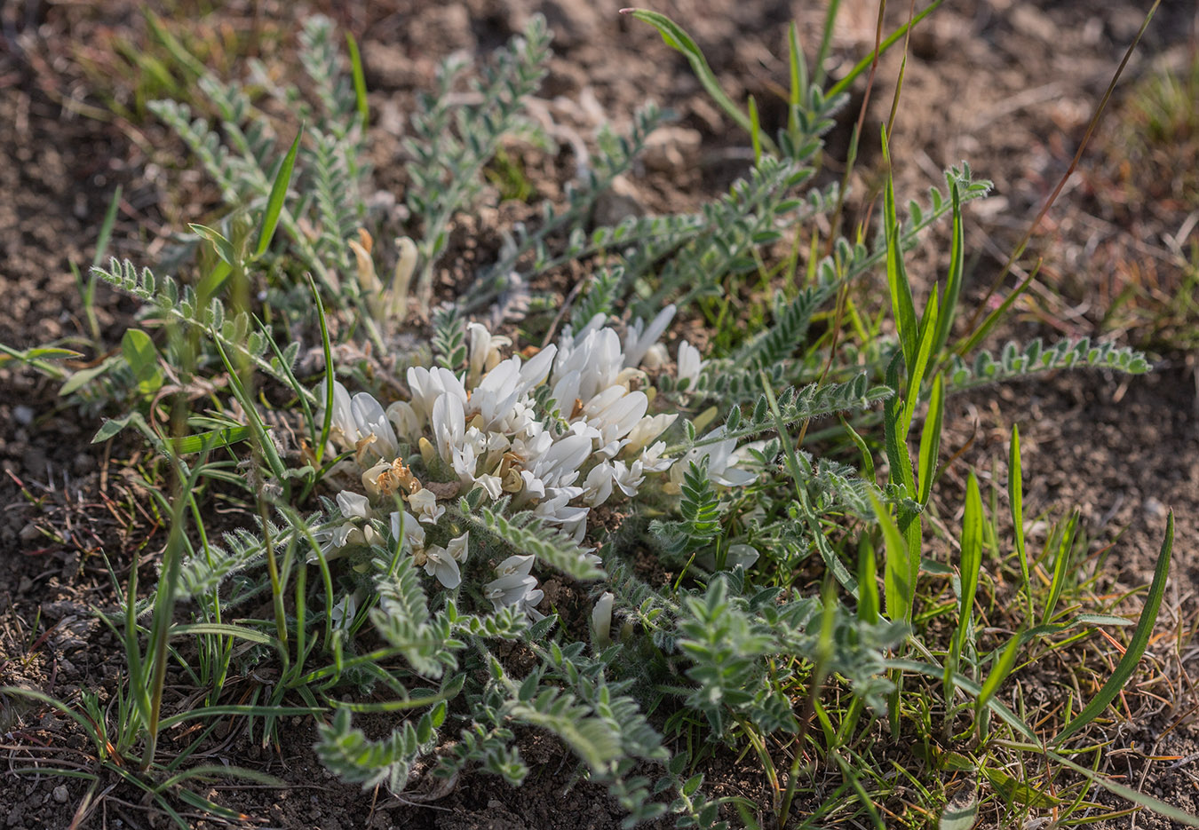 Image of Astragalus dolichophyllus specimen.