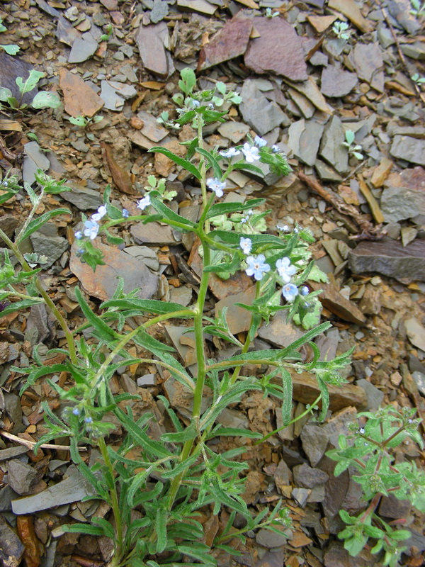 Image of genus Lappula specimen.