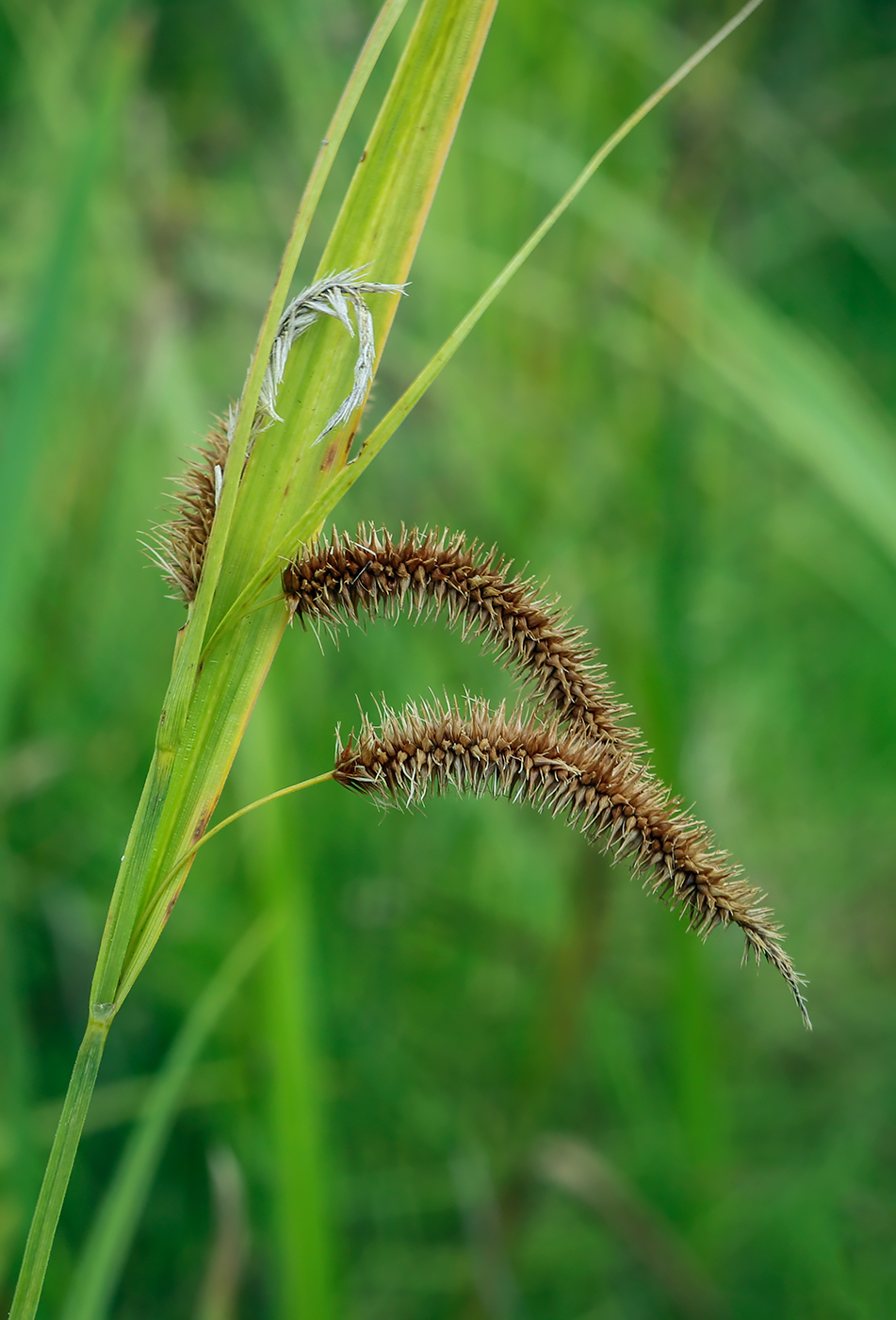 Image of Carex pseudocyperus specimen.