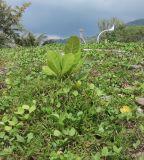 Terminalia catappa