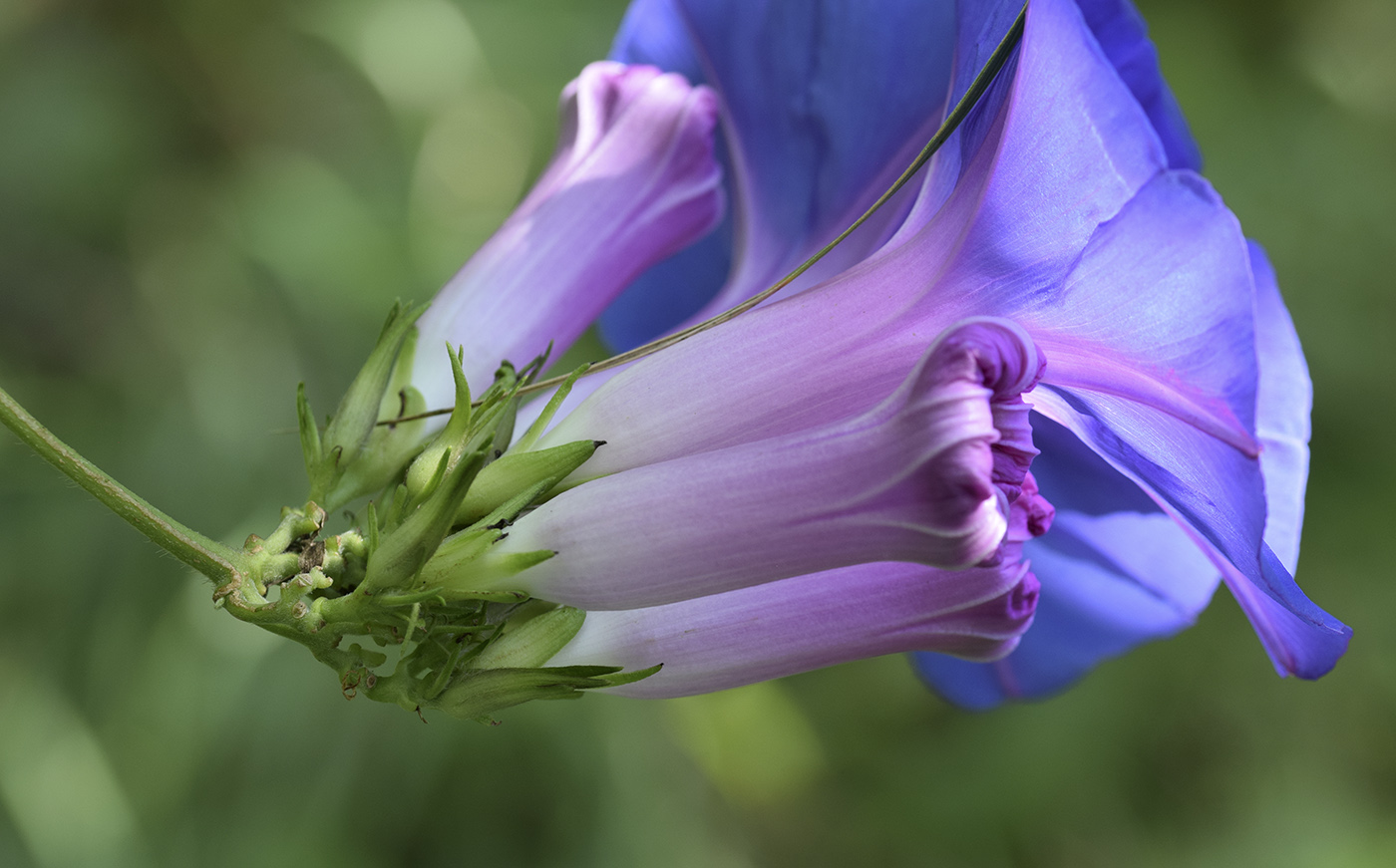 Image of Ipomoea indica specimen.