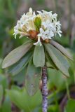 Daphne glomerata