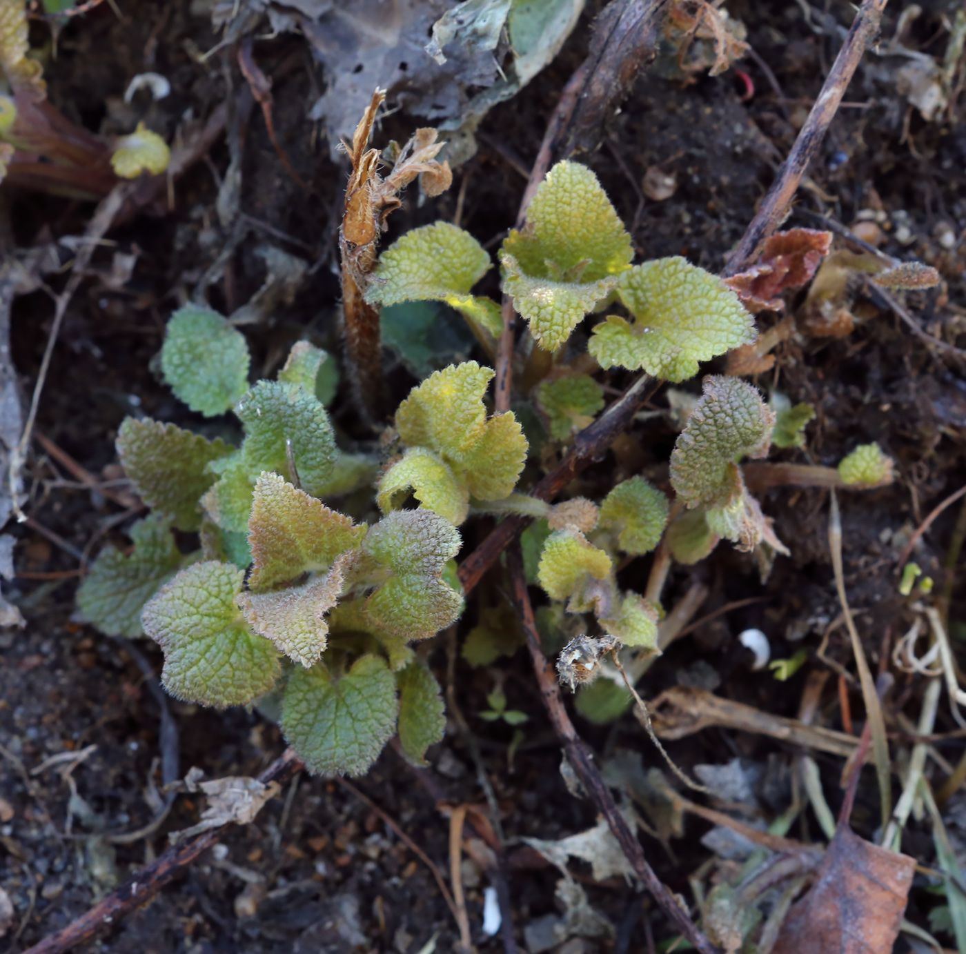 Image of Lamium album specimen.