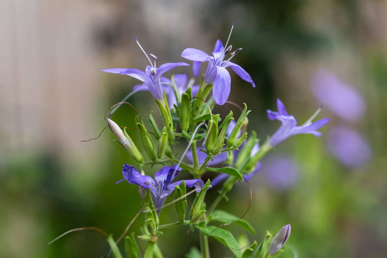 Image of Barleria obtusa specimen.