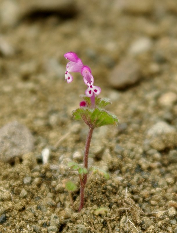 Image of Lamium amplexicaule specimen.