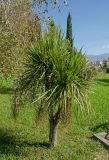 Cordyline australis. Плодоносящее растение. Краснодарский край, МО город-курорт Сочи, Адлерский р-н, м-н Адлер, окр. устья р. Мзымта. 2 октября 2019 г.