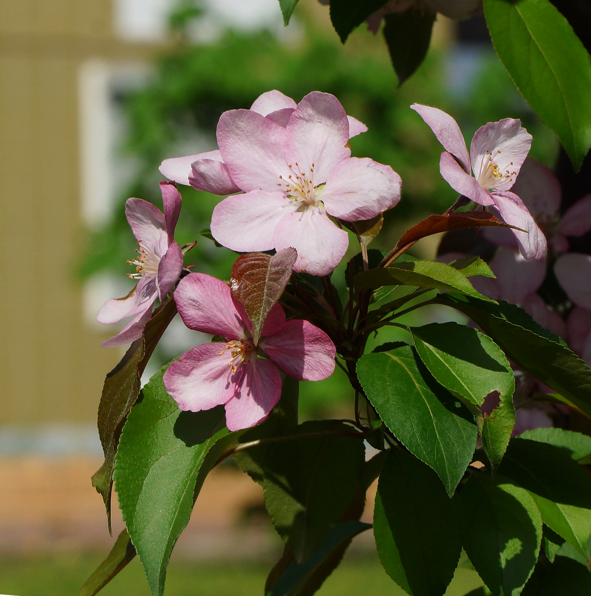 Image of Malus &times; purpurea specimen.