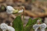 Viola pacifica. Цветок (вид сбоку) и части цветков и листьев. Приморский край, Шкотовский р-н, пос. Подъяпольск, поляна на склоне, поросшем кустарником. 01.05.2020.