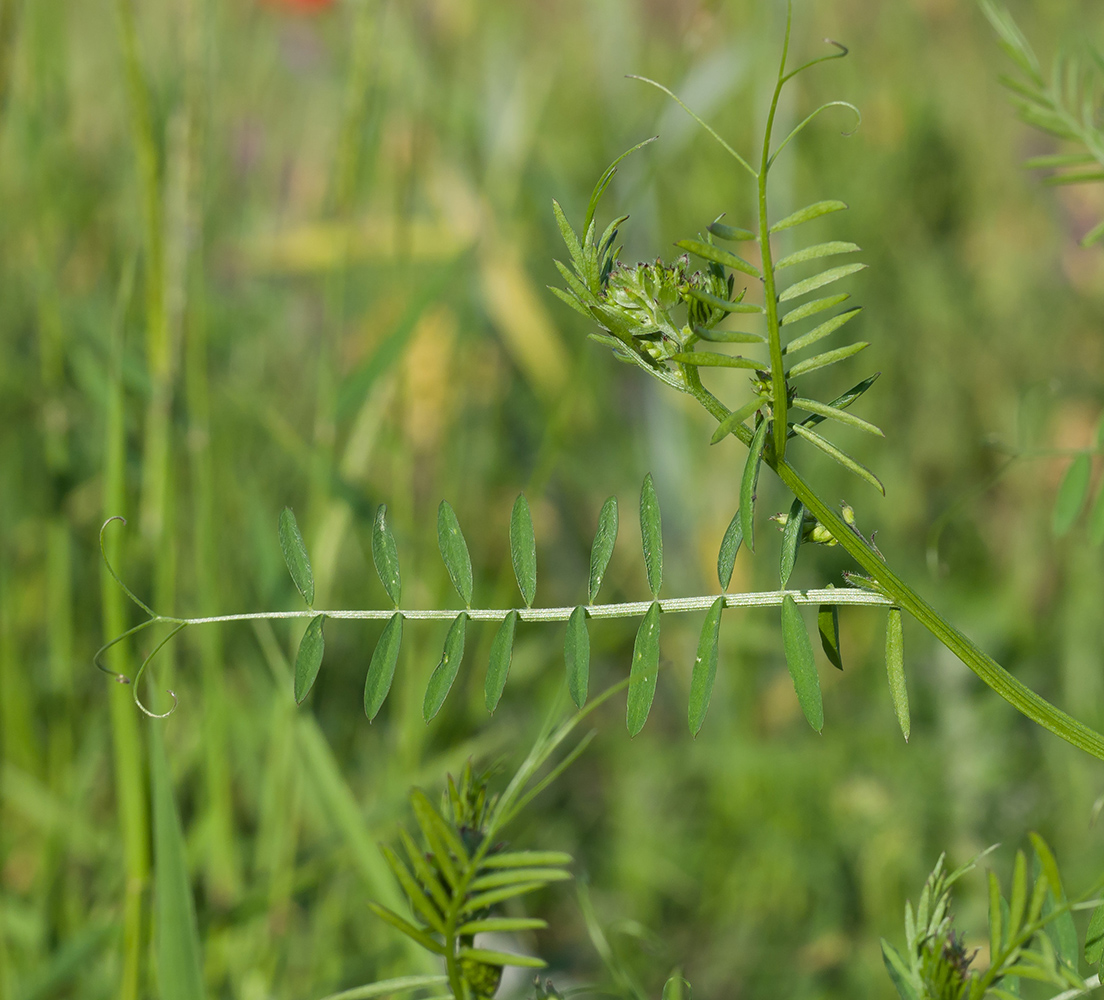 Изображение особи Vicia tenuifolia.