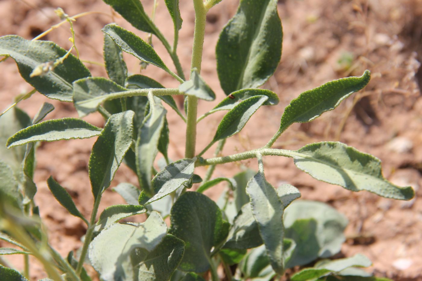 Image of Haplophyllum alberti-regelii specimen.