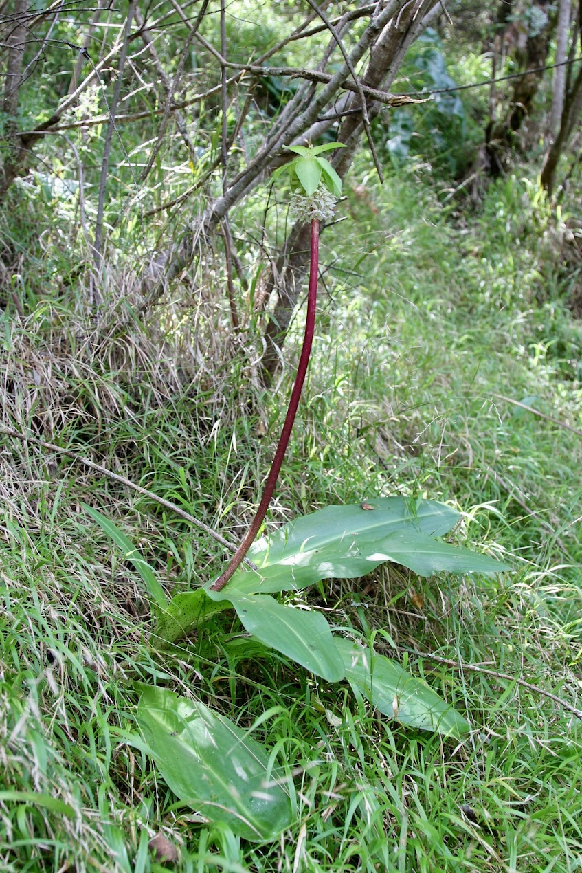 Image of Eucomis bicolor specimen.