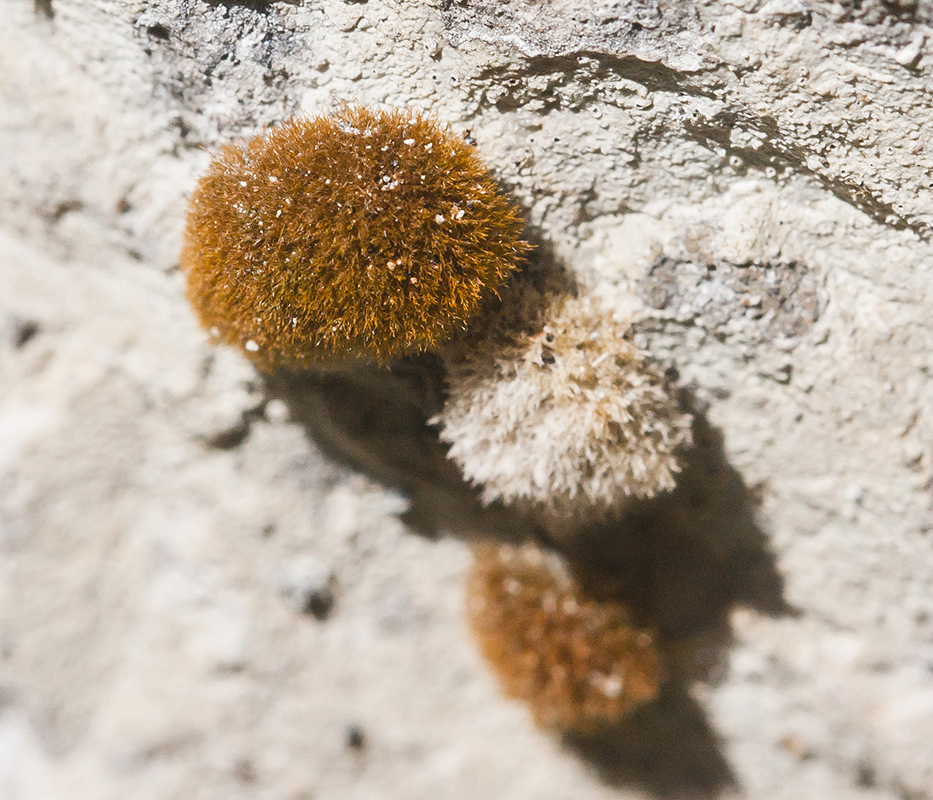 Image of class Bryopsida specimen.