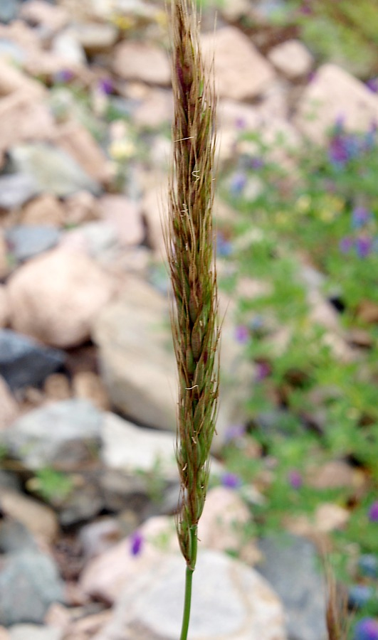 Image of genus Elymus specimen.