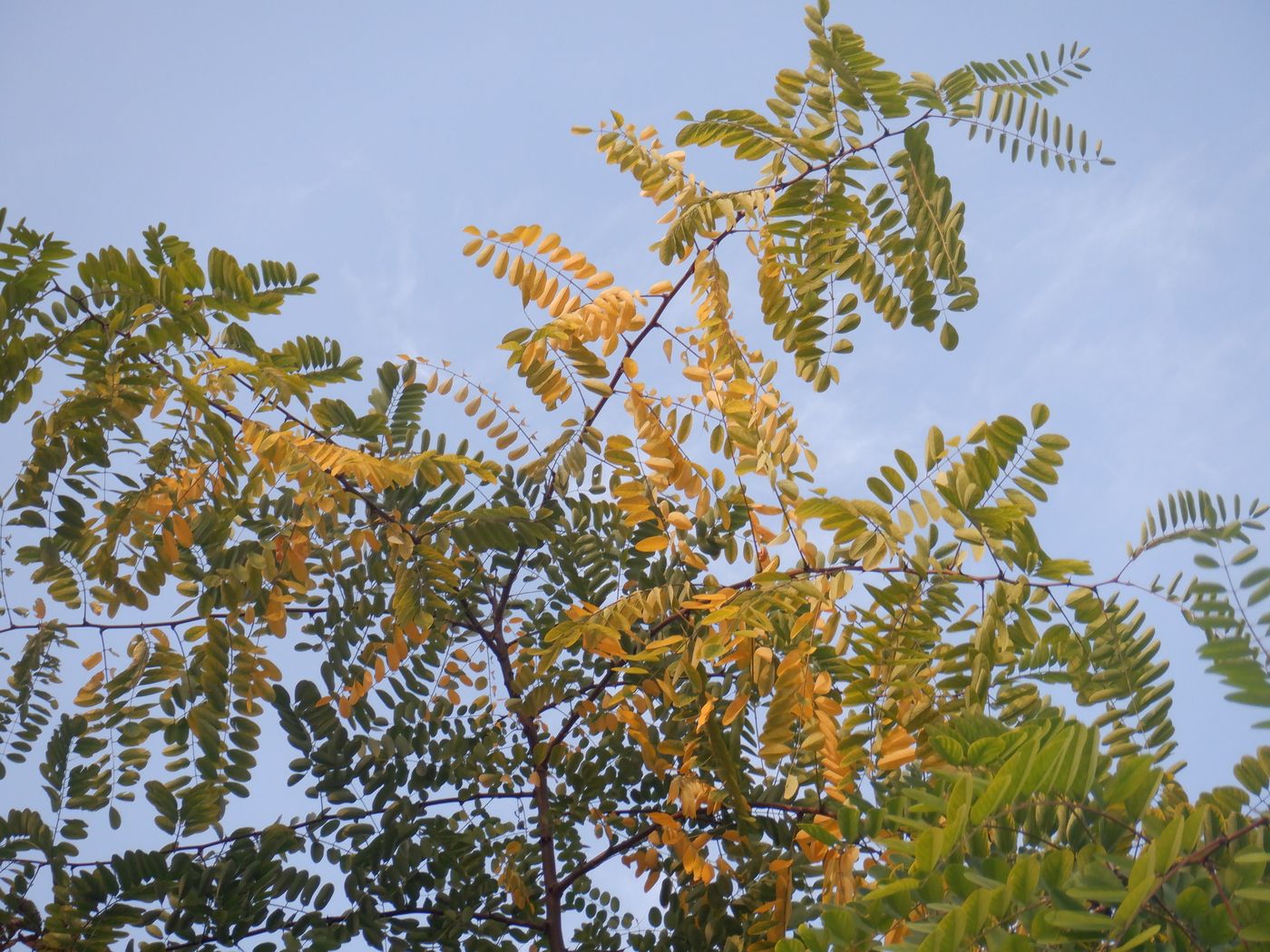 Image of Robinia pseudoacacia specimen.