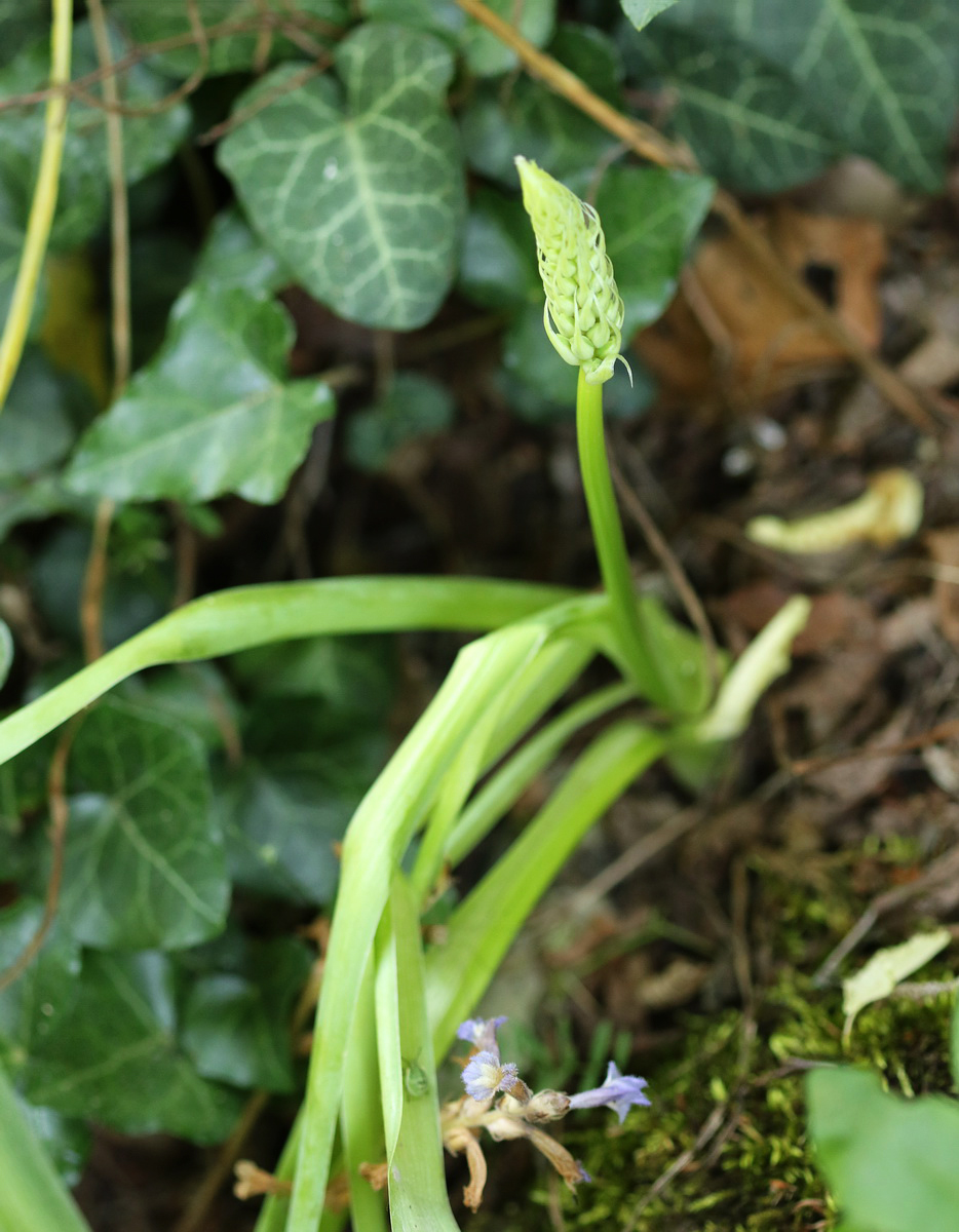 Image of Ornithogalum arcuatum specimen.