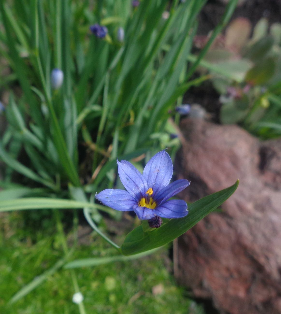 Image of genus Sisyrinchium specimen.