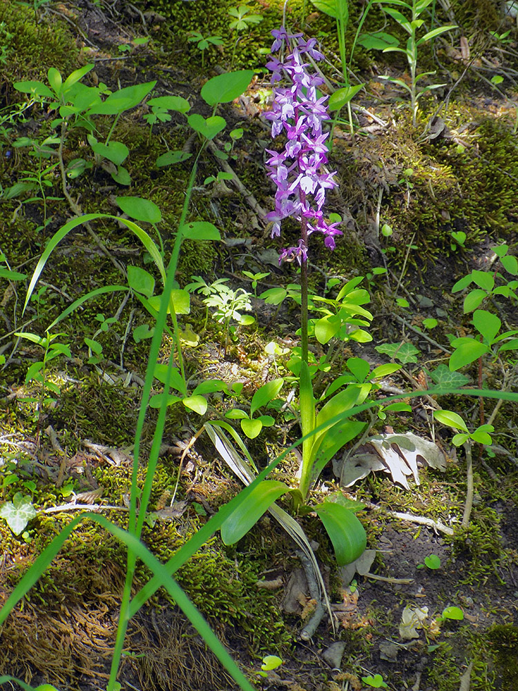 Image of Orchis mascula specimen.