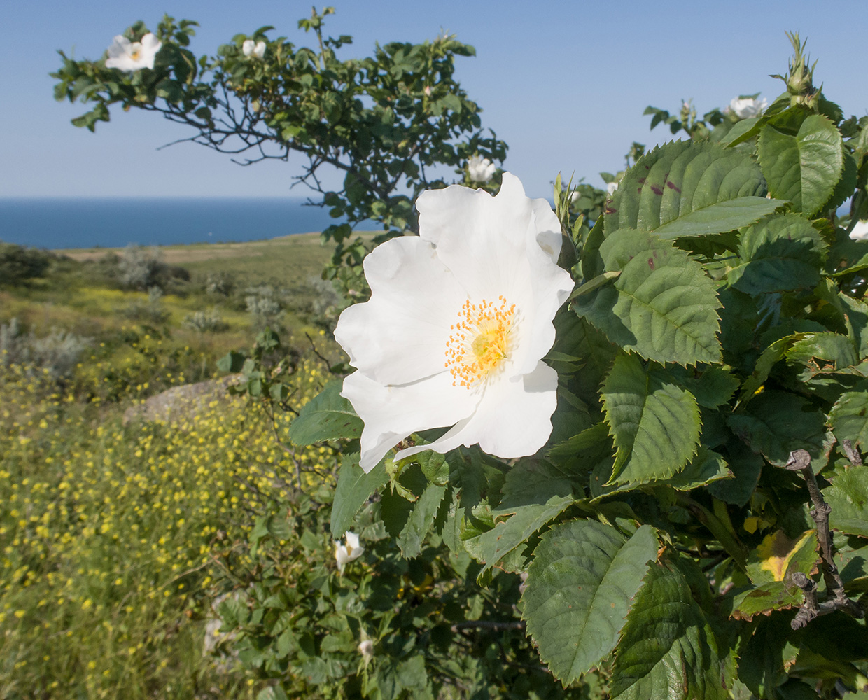 Image of Rosa corymbifera specimen.