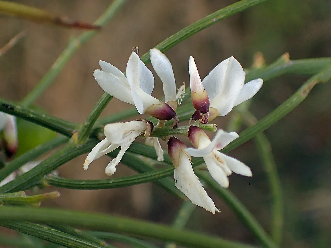 Изображение особи Retama monosperma.