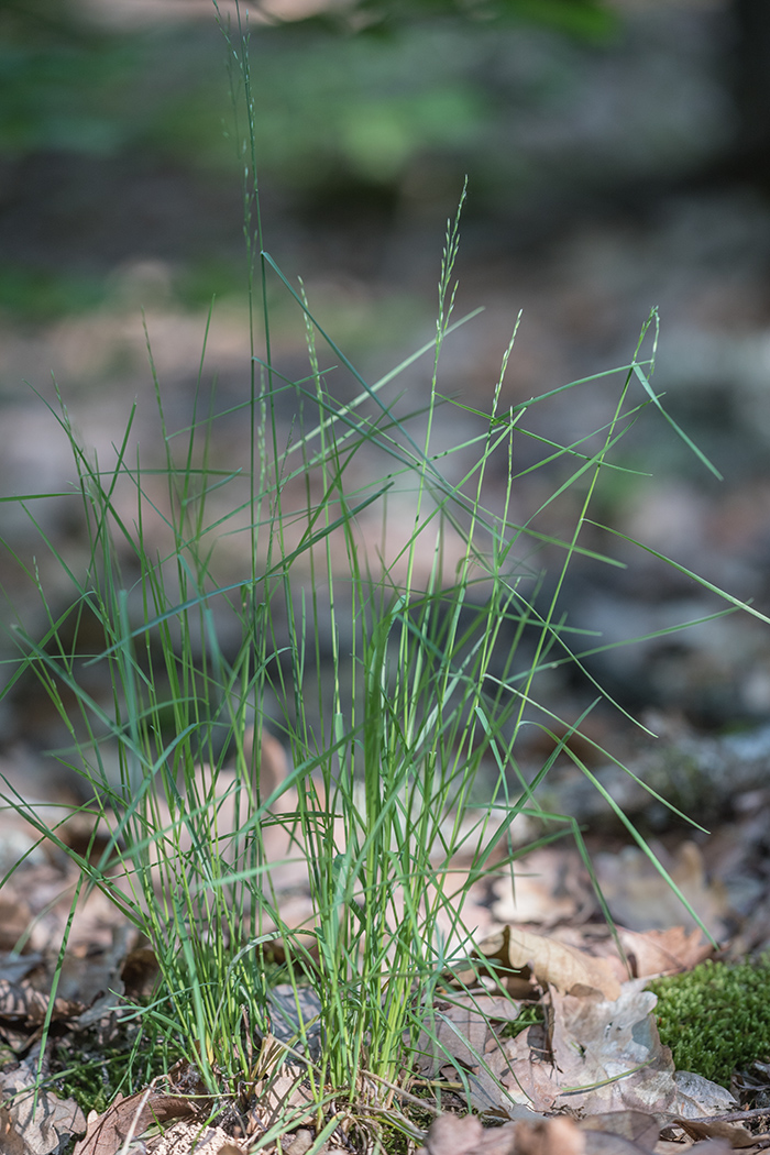 Изображение особи Poa nemoralis.