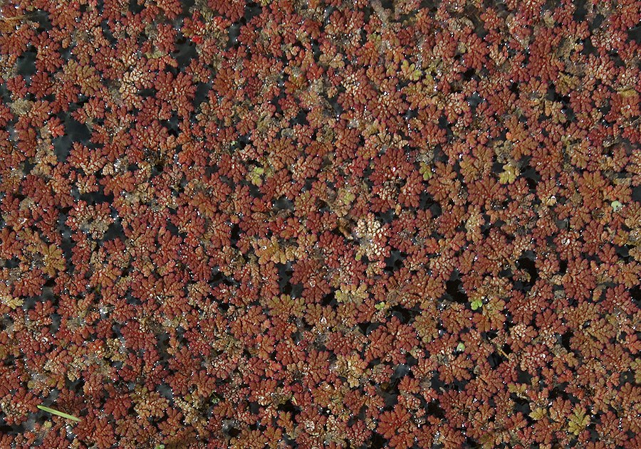 Image of Azolla filiculoides specimen.