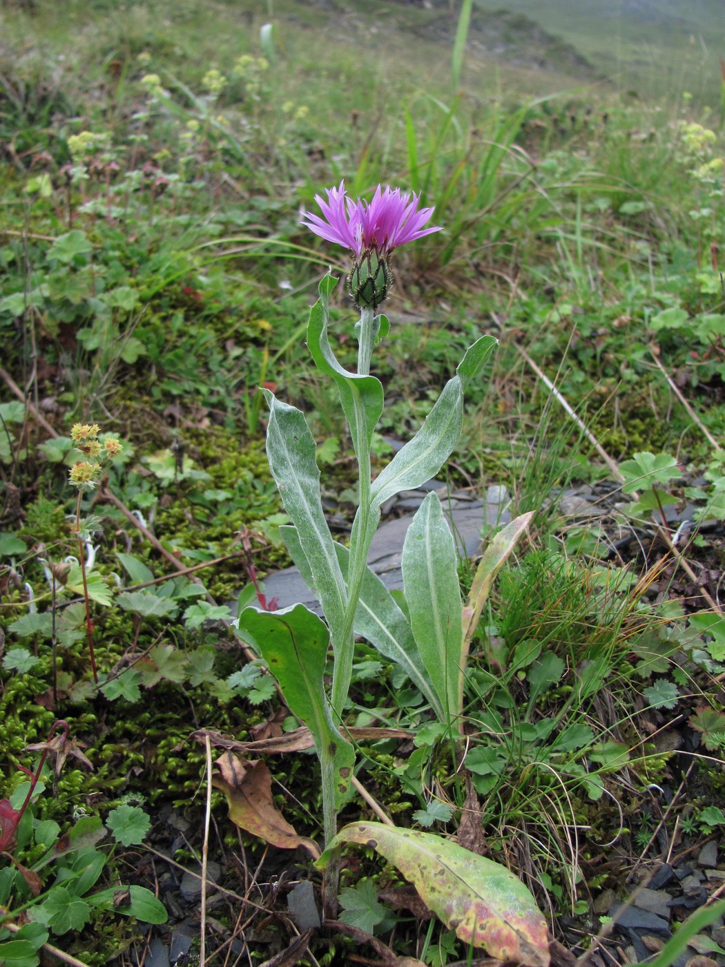 Image of Centaurea willdenowii specimen.