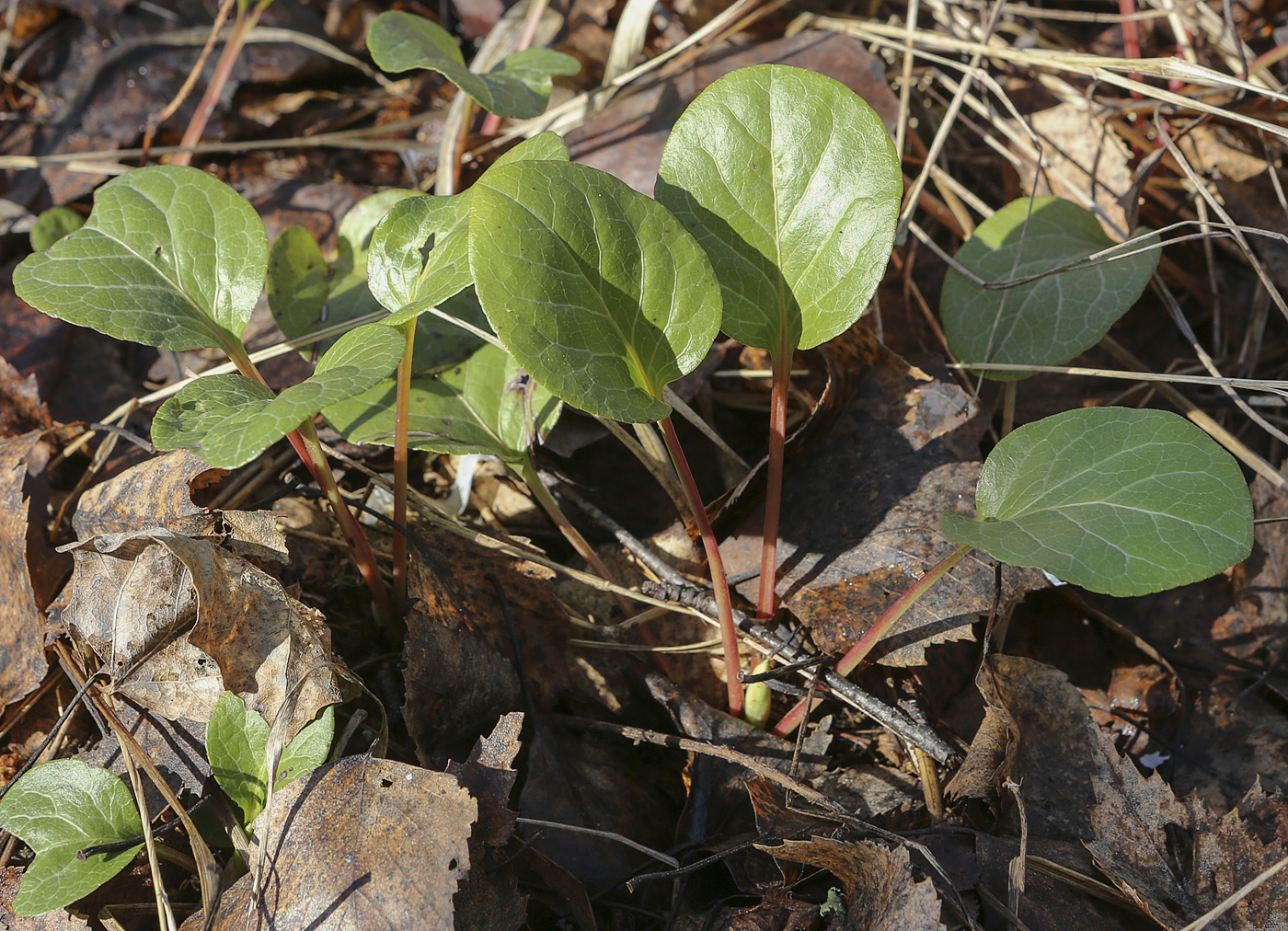 Image of genus Pyrola specimen.