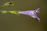 Clinopodium menthifolium. Цветок (C. officinalis Moench.). Республика Абхазия, Новый Афон. 20.08.2009.