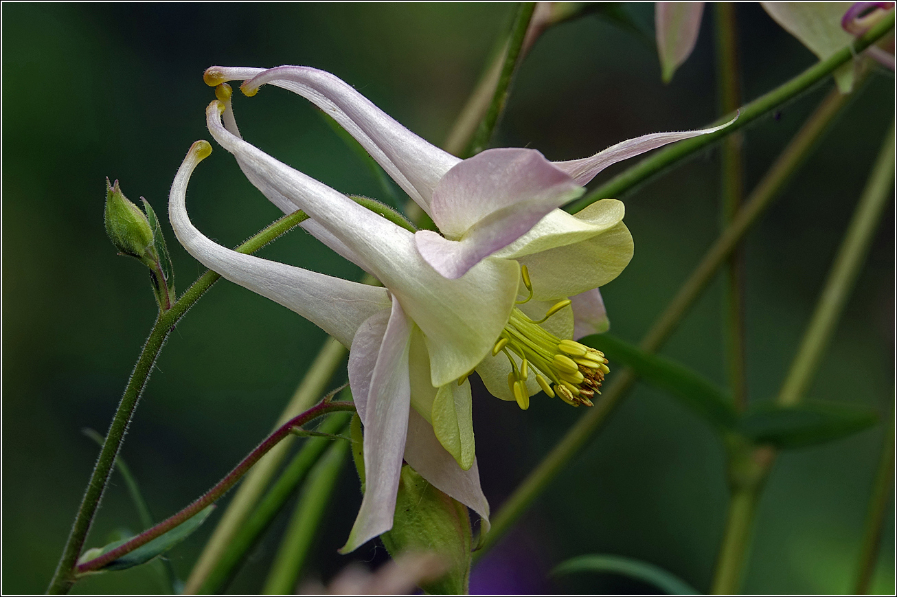 Image of Aquilegia vulgaris specimen.