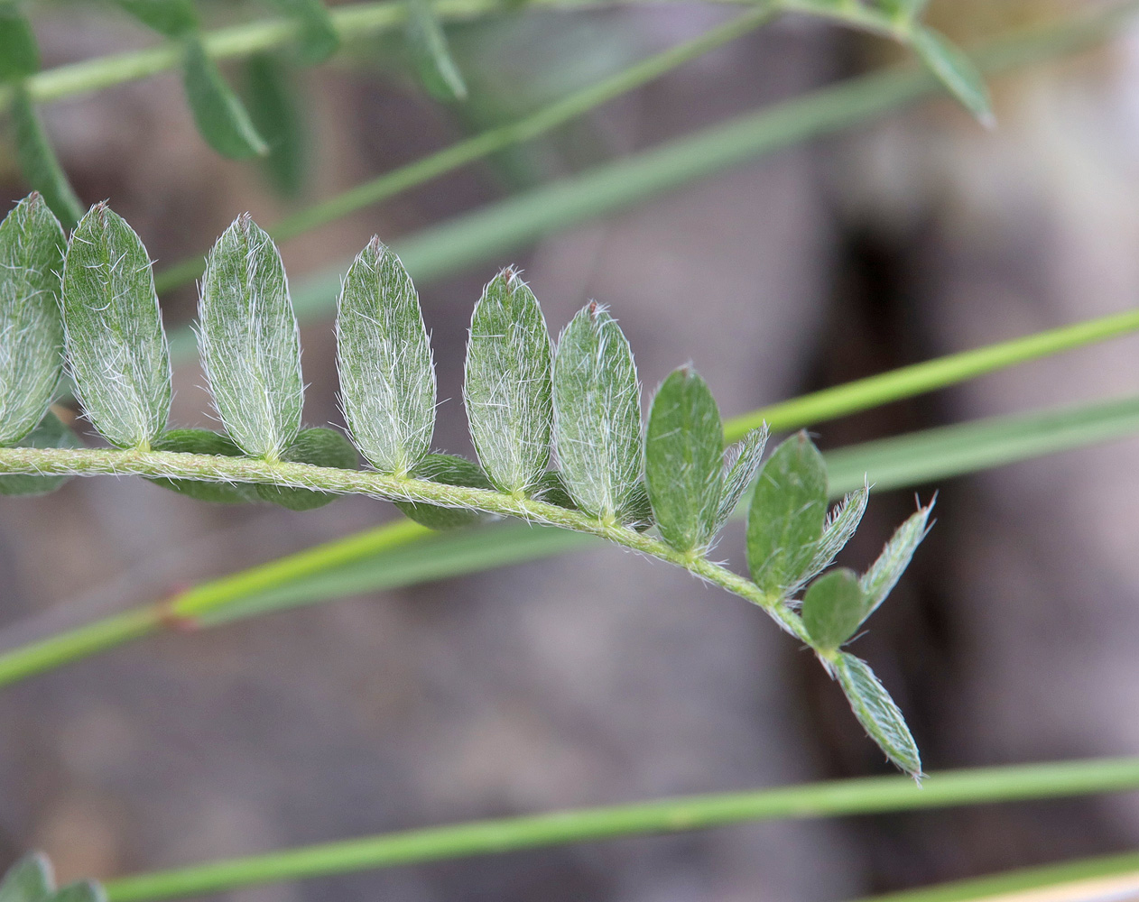 Image of Oxytropis dasypoda specimen.