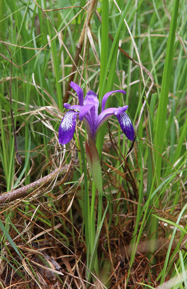 Изображение особи Iris ruthenica.