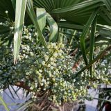 Trachycarpus fortunei. Соплодие с незрелыми плодами. Крым, Южный Берег, г. Алушта, в культуре. 24.07.2021.