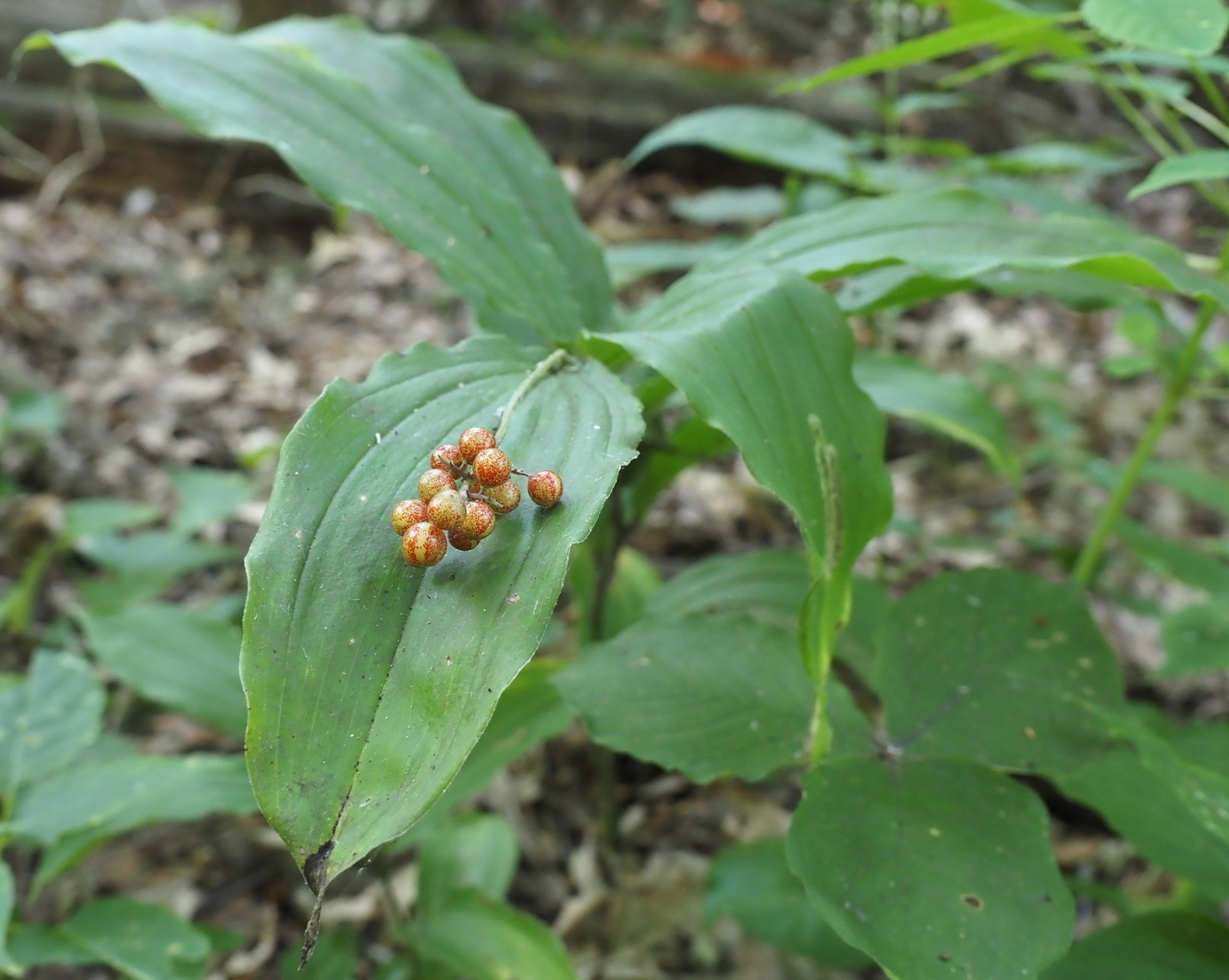 Изображение особи Smilacina racemosa.