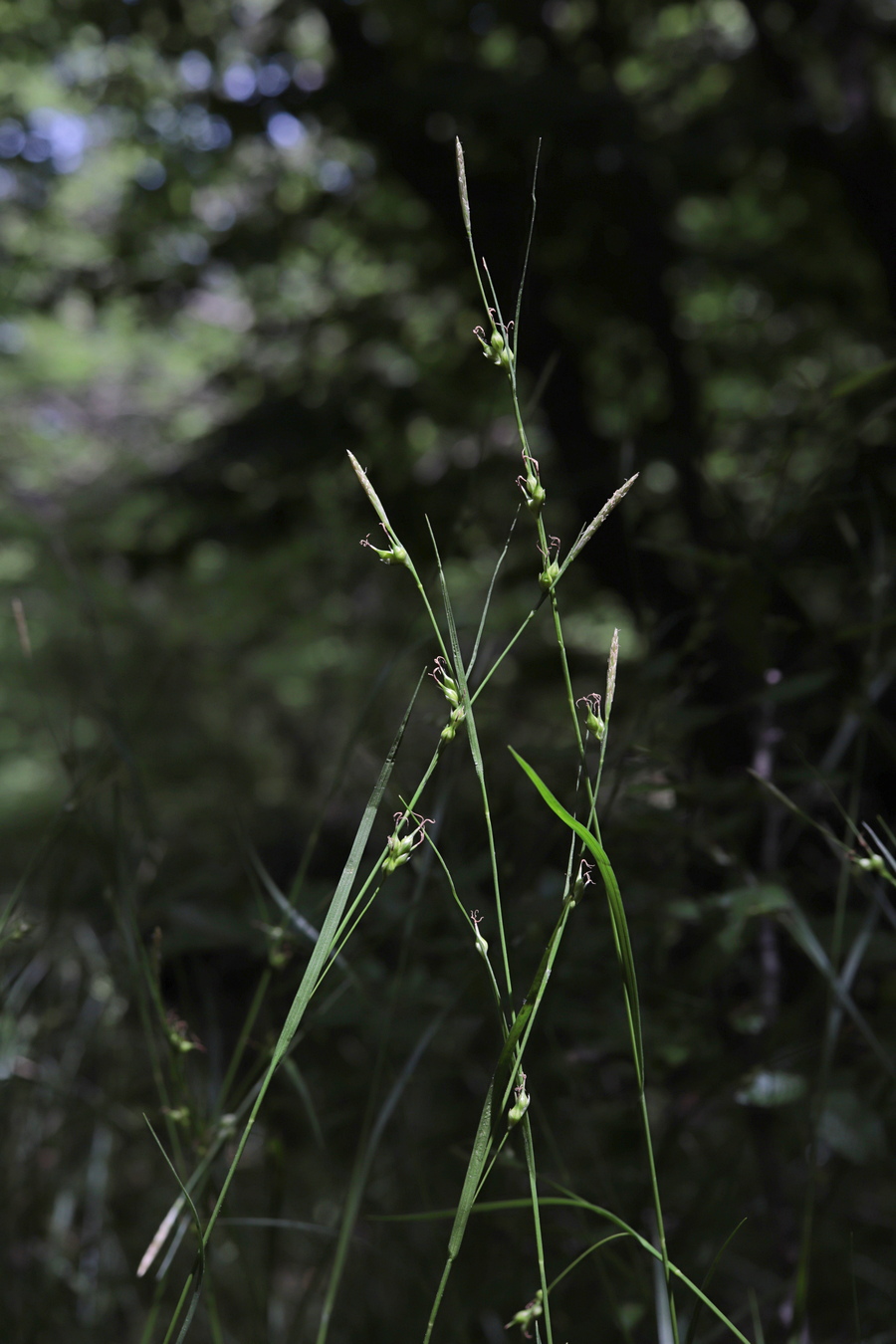 Изображение особи Carex depauperata.