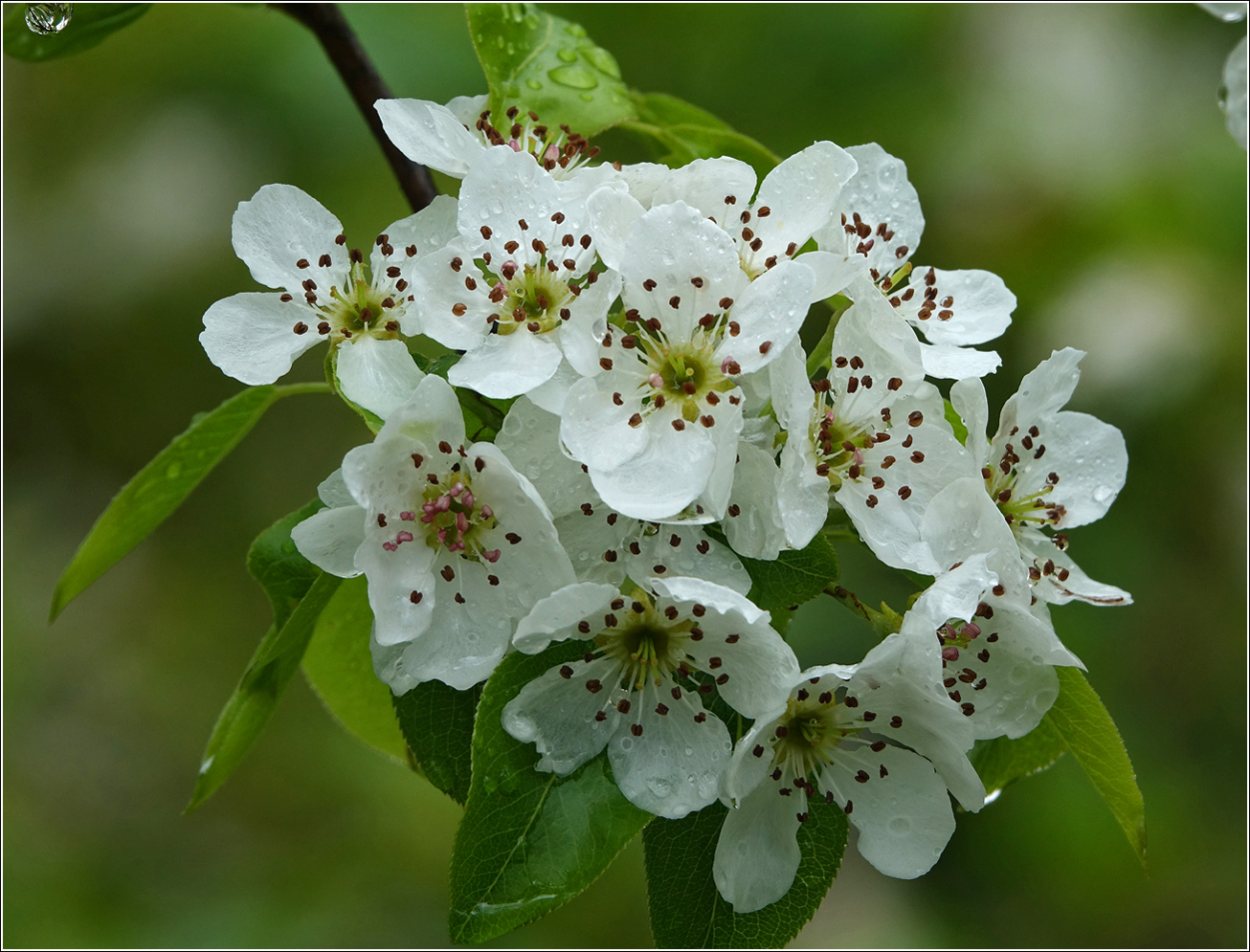 Изображение особи Pyrus communis.