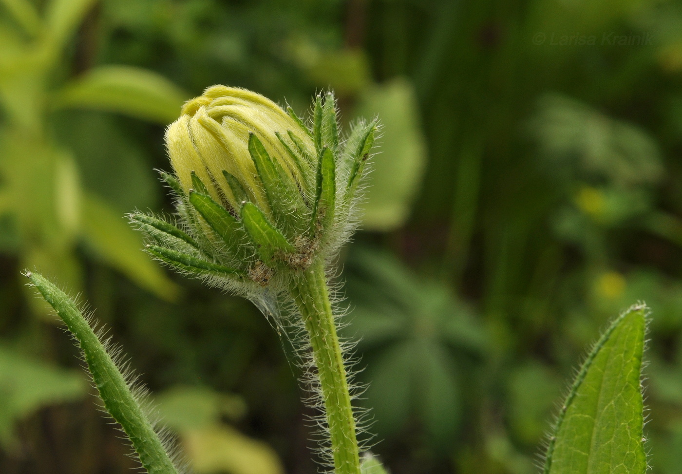 Изображение особи Rudbeckia hirta.