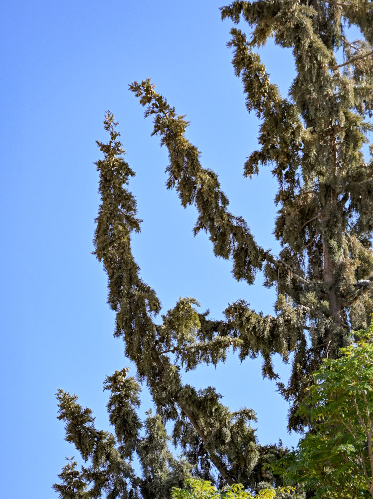 Image of Cupressus sempervirens specimen.