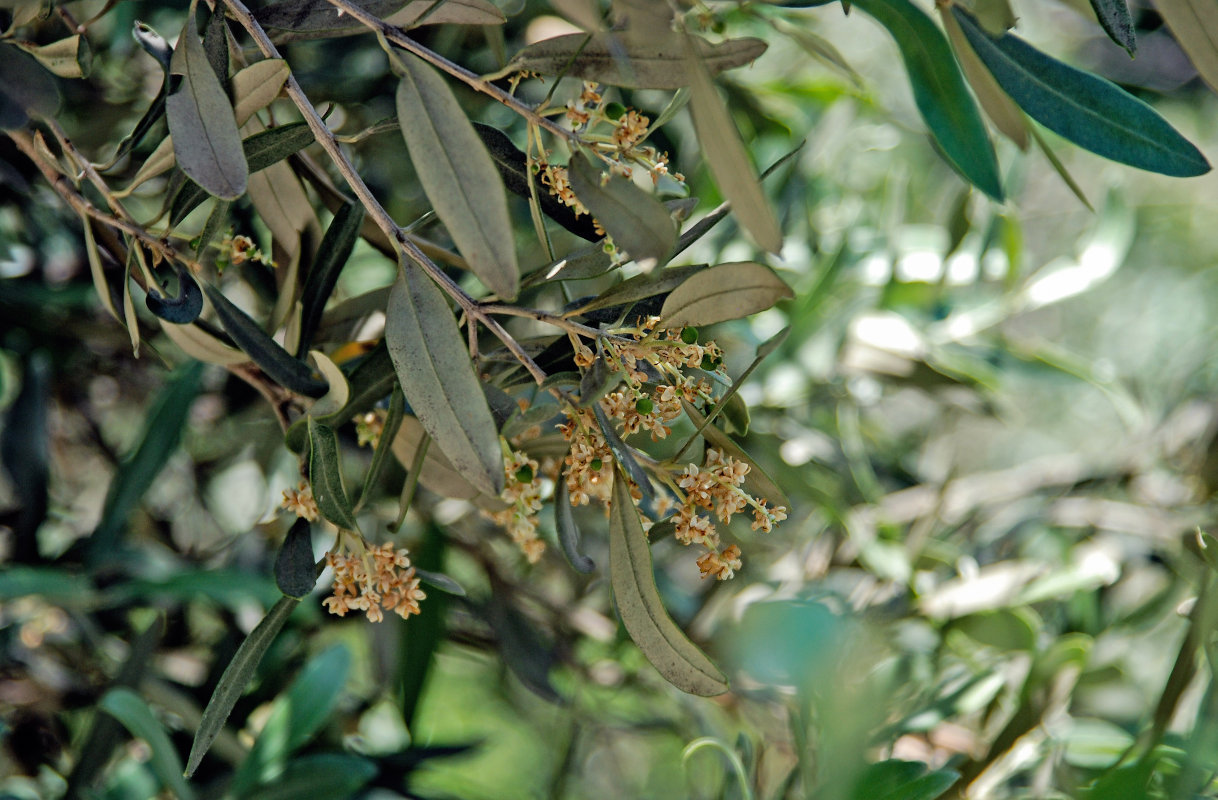 Image of Olea europaea specimen.