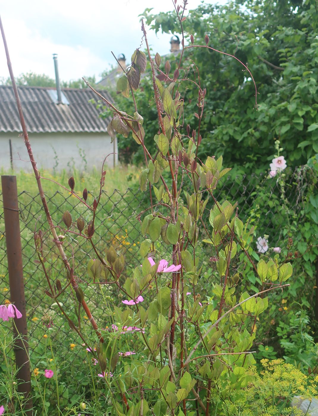 Изображение особи Cobaea scandens.