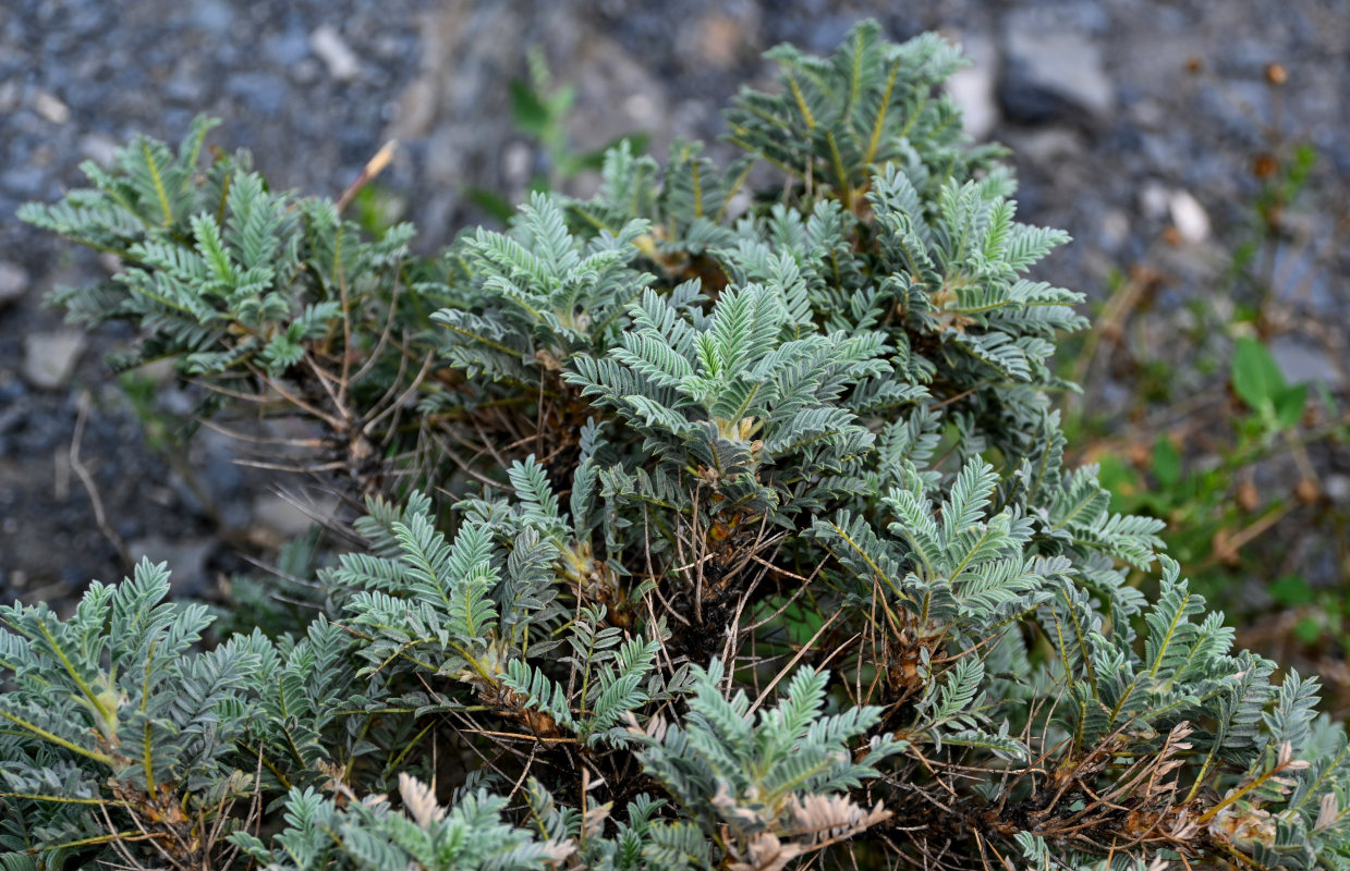 Изображение особи Astragalus denudatus.