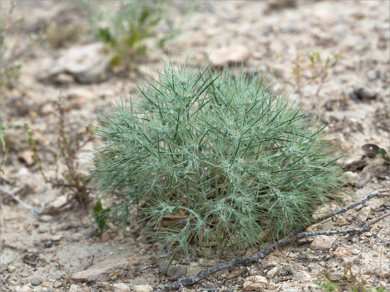 Изображение особи Ceratocarpus utriculosus.