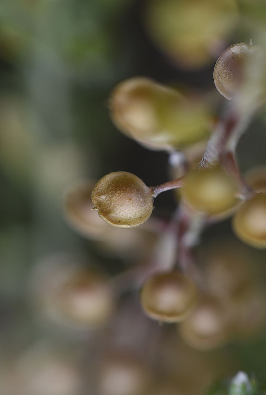 Изображение особи Alyssum simplex.