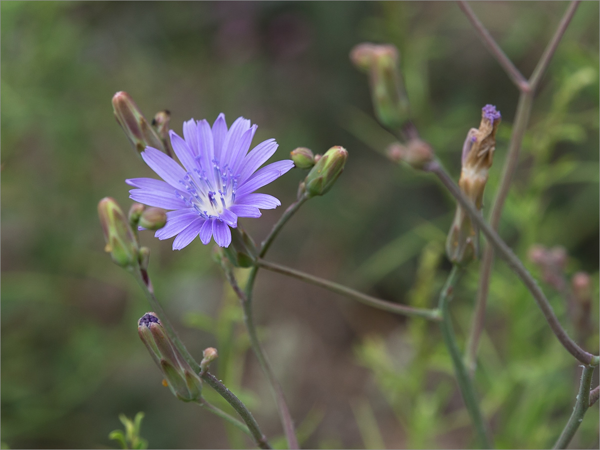 Image of Lactuca tatarica specimen.