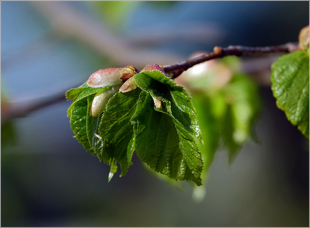 Image of Tilia cordata specimen.