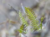 Polypodium sibiricum