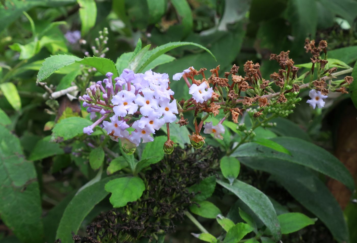 Image of Buddleja davidii specimen.