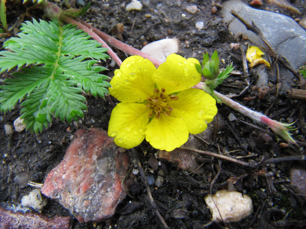 Image of Potentilla anserina specimen.