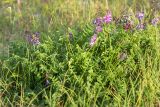 Astragalus subpolaris